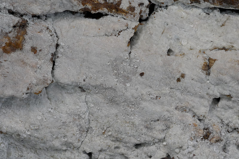 Hypochnicium punctulatum